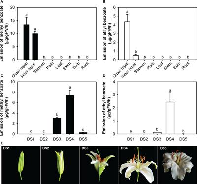 A BAHD acyltransferase contributes to the biosynthesis of both ethyl benzoate and methyl benzoate in the flowers of Lilium oriental hybrid ‘Siberia’